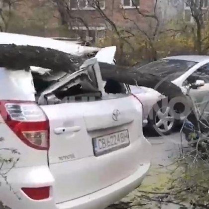 Огромен клон на дърво падна върху автомобил в столичния квартал