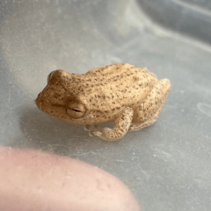 В Обединеното кралство 71 годишната Джен Джовинацо откри жаба във връзка