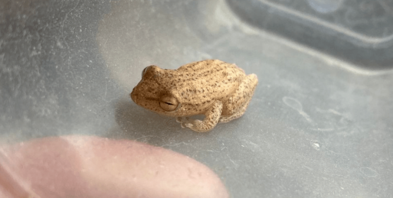 В Обединеното кралство 71-годишната Джен Джовинацо откри жаба във връзка