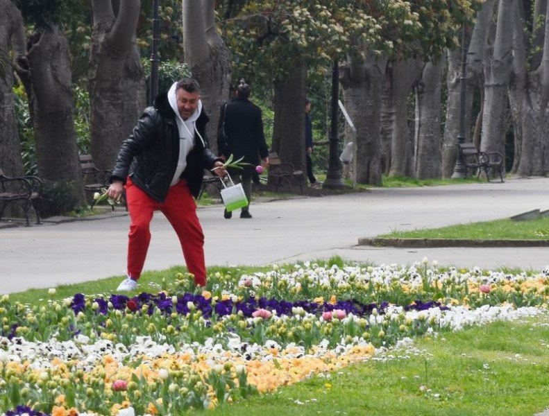 И мъж се изложи - набра си посадени лалета в парк СНИМКИ