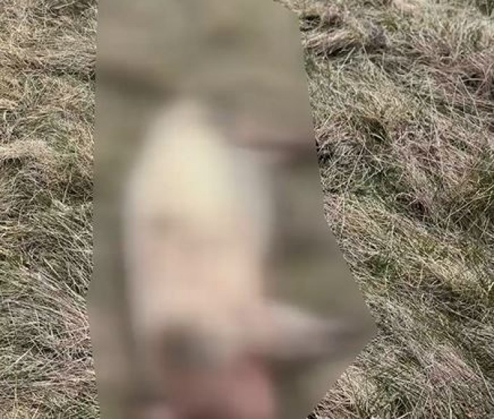 Изхвърлиха мъртви прасета край наша река