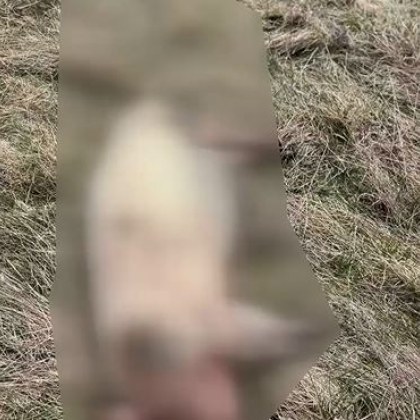 Умрели прасета са били изхвърлени в дивечовъден участък Боровец Сигналът