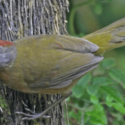 Два нови вида отровни птици са открити в тропическите гори