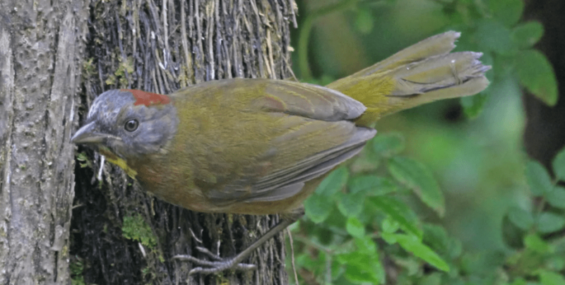 Зла шега на природата. Откриха нов вид птица, която пръска мощен невротоксин