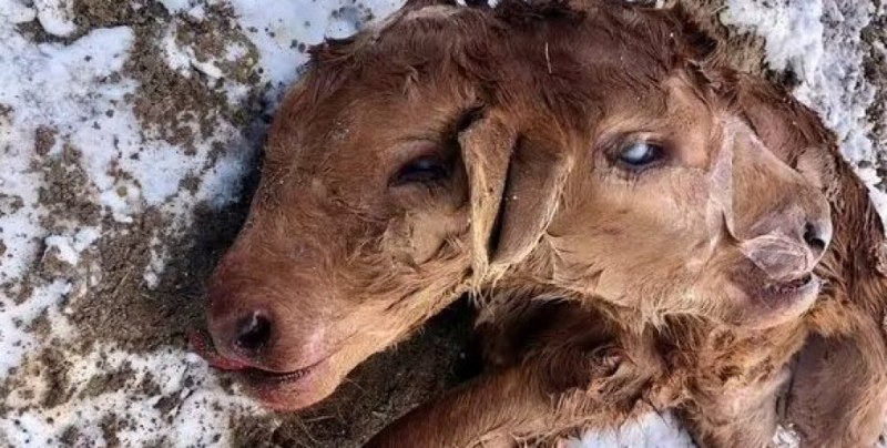 Две глави, четири крака. Теле с изключително рядка мутация се роди в ранчо