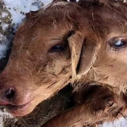 В ранчо в Съединените щати се роди теле с изключително