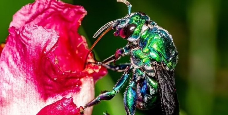 Невероятно! Мъжките пчели използват парфюм, за да привлекат женски