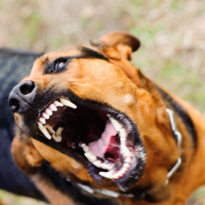 Куче нахапа до смърт стопанина си Сигналът за инцидента е подаден