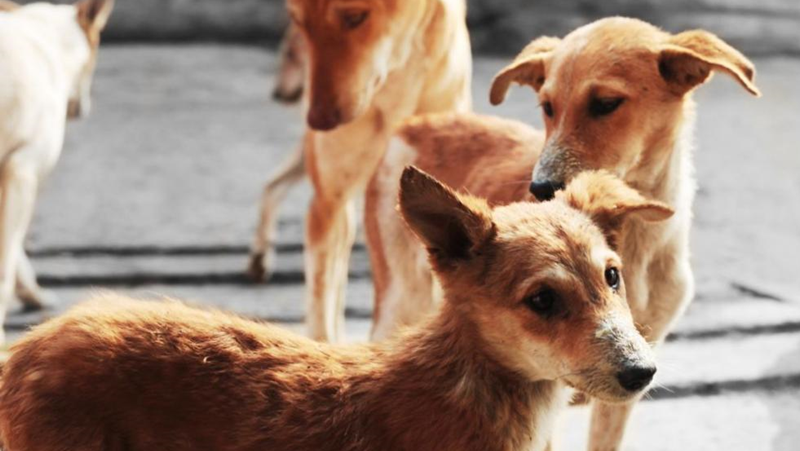 Глутници с кучета в град Каблешково тормозят населението с месеци.