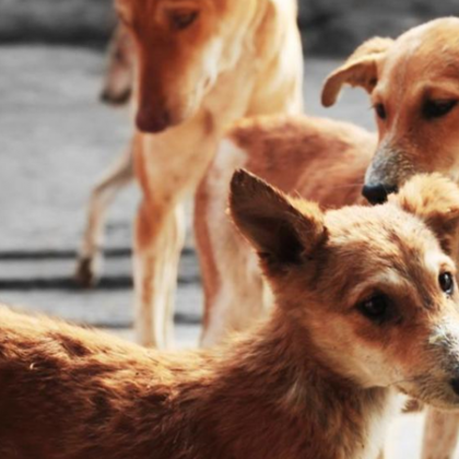 Глутници с кучета в град Каблешково тормозят населението с месеци