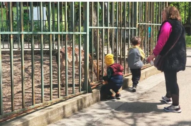 Вандали срязаха оградата на зоопарка в Хасково