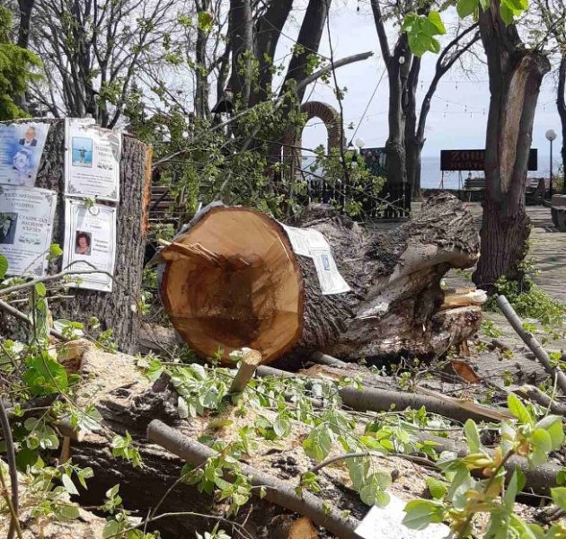 Отрязаха дърво заедно с поставени по него некролози СНИМКИ