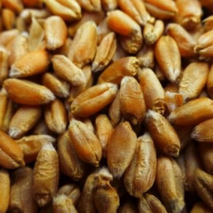 Забраната за внос на украинско зърно е в ущърб основно