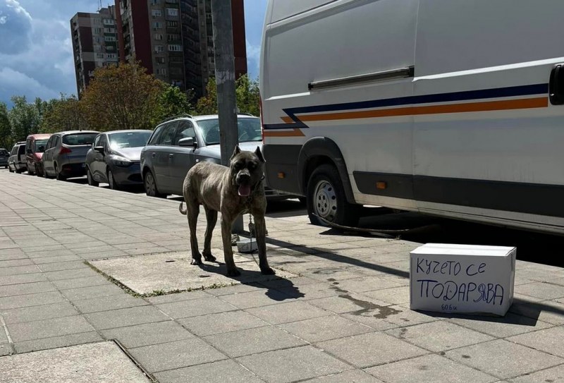 Добри новини за изоставеното в Пловдив куче