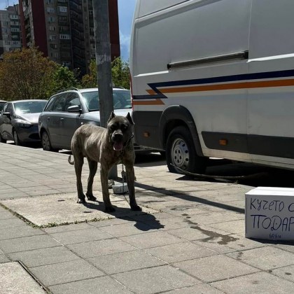 Добри новини за изоставеното в Пловдив куче Четириногото вече е