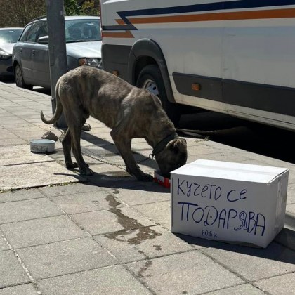 Стопани са изоставили кучето си в Пловдив Жена е видяла
