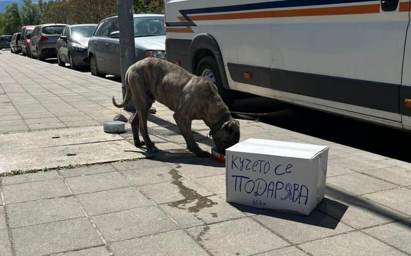 Породисто куче стои вързано за стълб в Пловдив, подарява се СНИМКИ