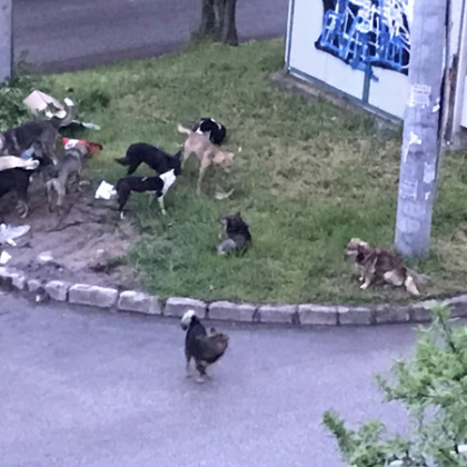 Глутници кучета тормозят жителите на Плевен Светла Гаврилова е заснела глутница