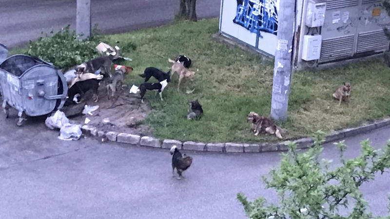 Глутници кучета тормозят жителите на Плевен.Светла Гаврилова е заснела глутница