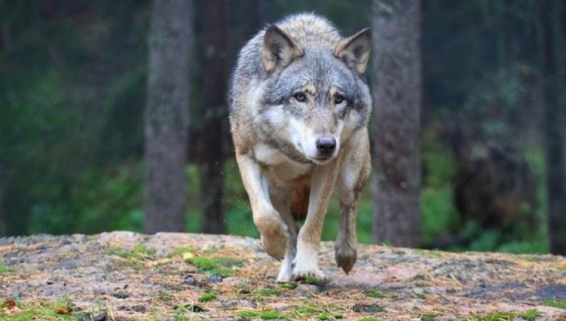 Вълци нападат стадата с животни на хората от кърджалийското село