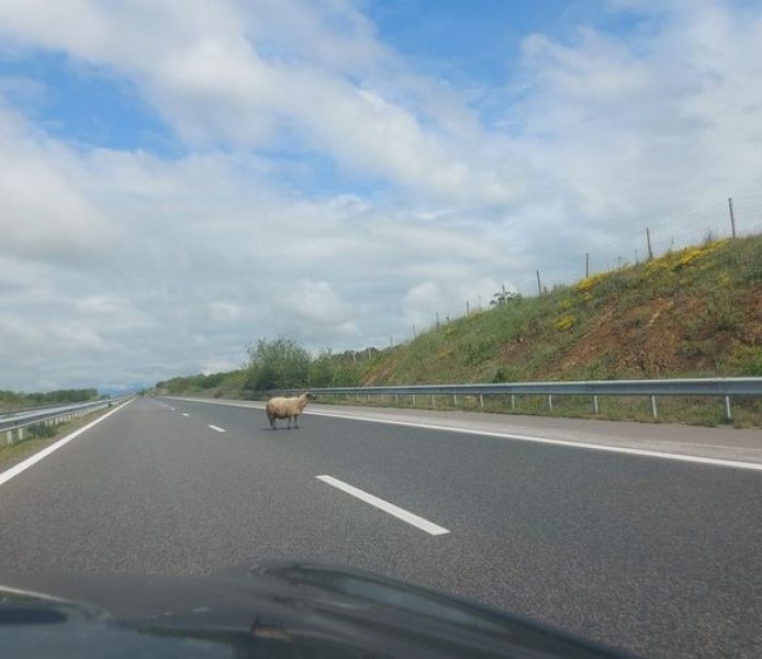 Овца се разходи по наша магистрала. Заради Гергьовден ли бяга? СНИМКА