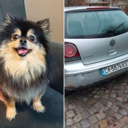 Лек автмобил е прегазил кучето Жаклин Померанът който придоби попупулярност