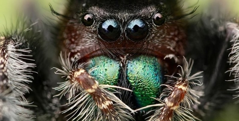 Паяците могат да огладнеят толкова много, че да загубят зрението си