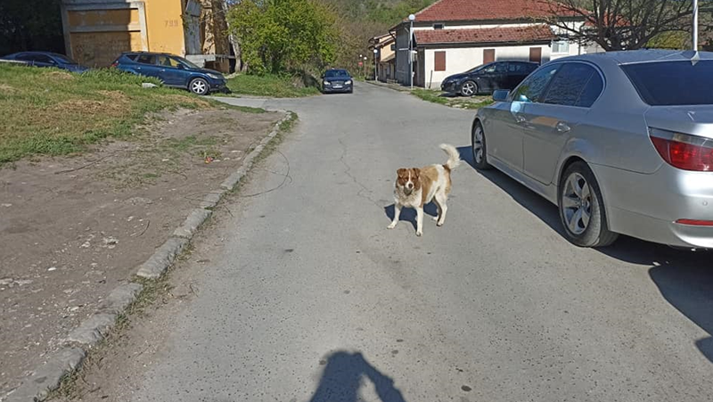 Деца тормозят добродушно куче във Варна, целят го с камъни