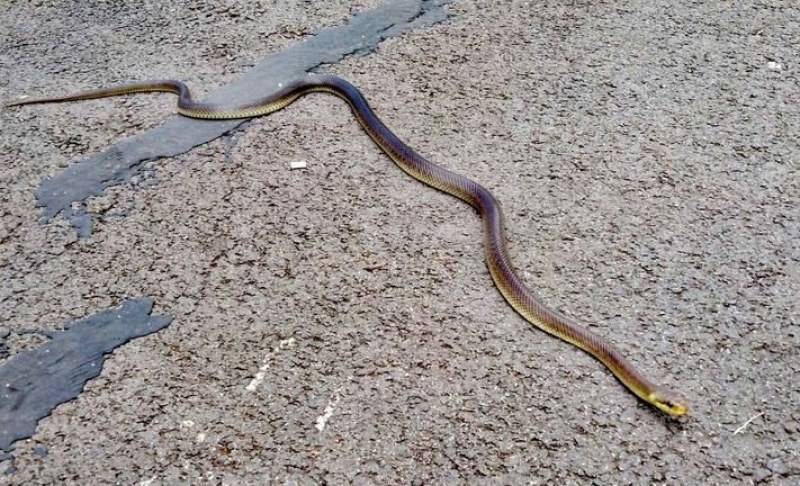 Змия се разходи в парк, не остави равнодушни СНИМКА