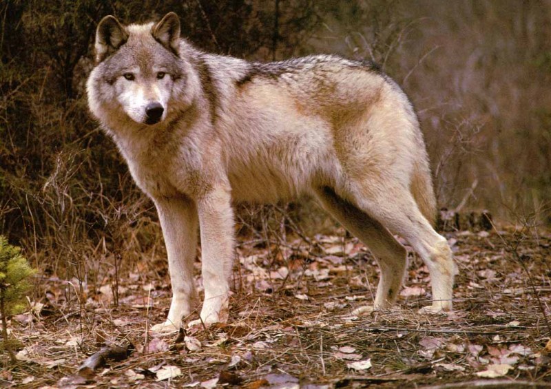 Застреляха вълк до село в Родопите