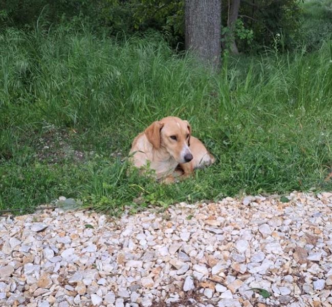 Изоставиха куче до Пловдив