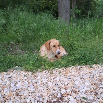 Женско куче е било изоставено край Пловдив Четириногото е оставено