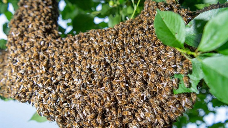 В израелско село, близо до Афула, рояк пчели внезапно нападна