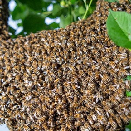 В израелско село близо до Афула рояк пчели внезапно нападна