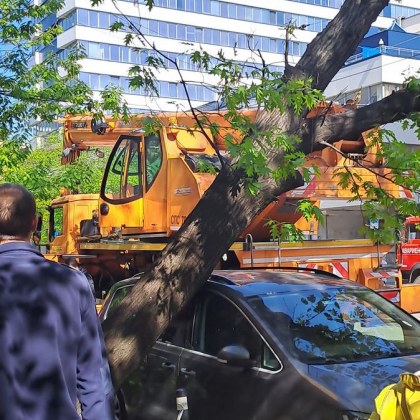 Дърво се е наклонило опасно и е натиснало паркиран автомобил