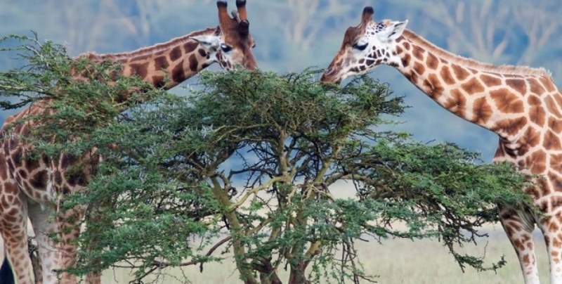 Жирафите с малки мозъци взимат решения като хората ВИДЕО