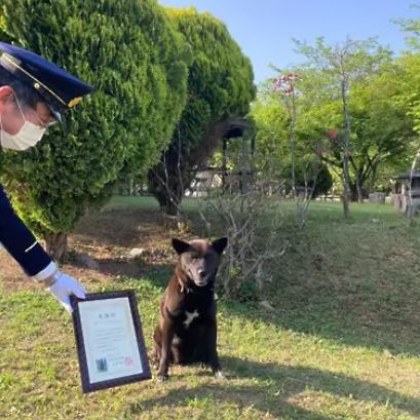 Куче бе обявено за герой в Япония след като спаси