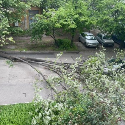 Голямо дърво е рухнало върху улица в София За това