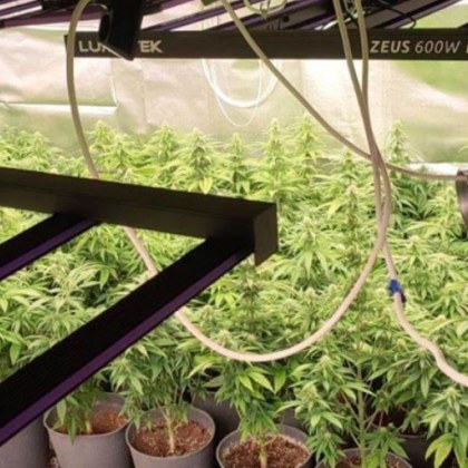 Домашна лаборатория за отглеждане на марихуана бе разкрита от служители