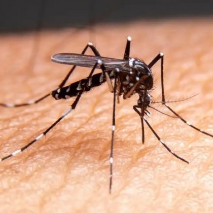 Никое животно не е по смъртоносно за хората от комара поради