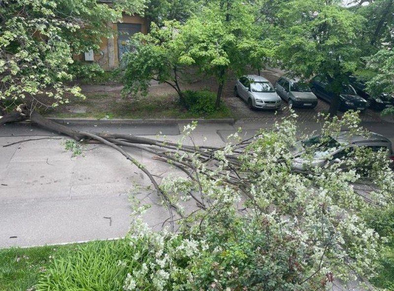Огромно дърво падна в София СНИМКА