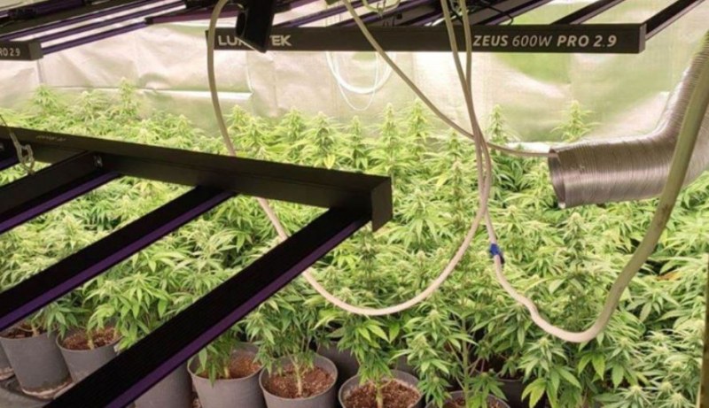 Домашна лаборатория за отглеждане на марихуана бе разкрита от служители