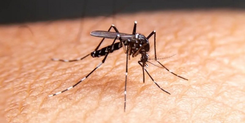 Никое животно не е по-смъртоносно за хората от комара поради