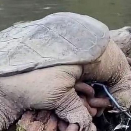 Видео на костенурка в Чикаго която си спечели прякора Дебелозавър