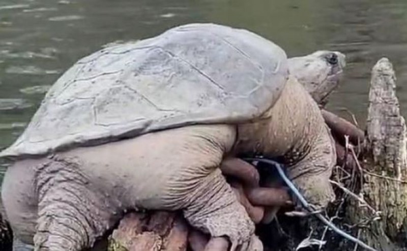 Огромна костенурка шашна мрежата, кръстиха я Дебелозавър ВИДЕО