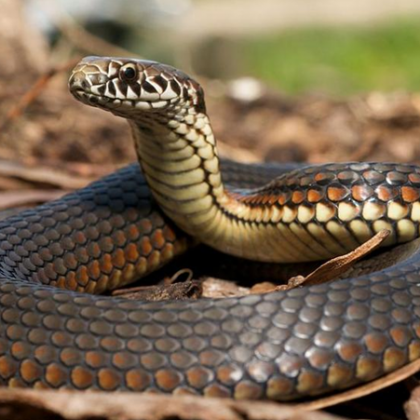 Заради размножителния им период зачестяват сигналите за змии във Варна