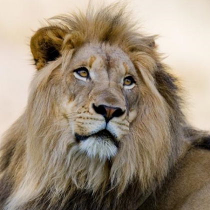 Див мъжки лъв смятан за един от най старите в света