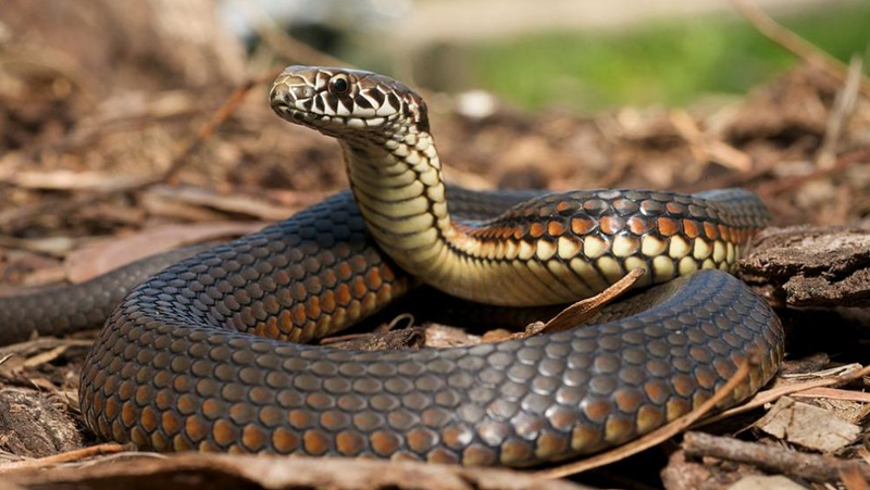 Заради размножителния им период зачестяват сигналите за змии във Варна.