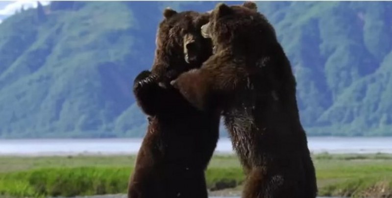Жестока битка между две големи мъжки мечки заснеха на ВИДЕО