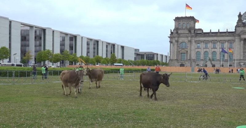 Изкараха стадо крави на паша пред Бундестага ВИДЕО